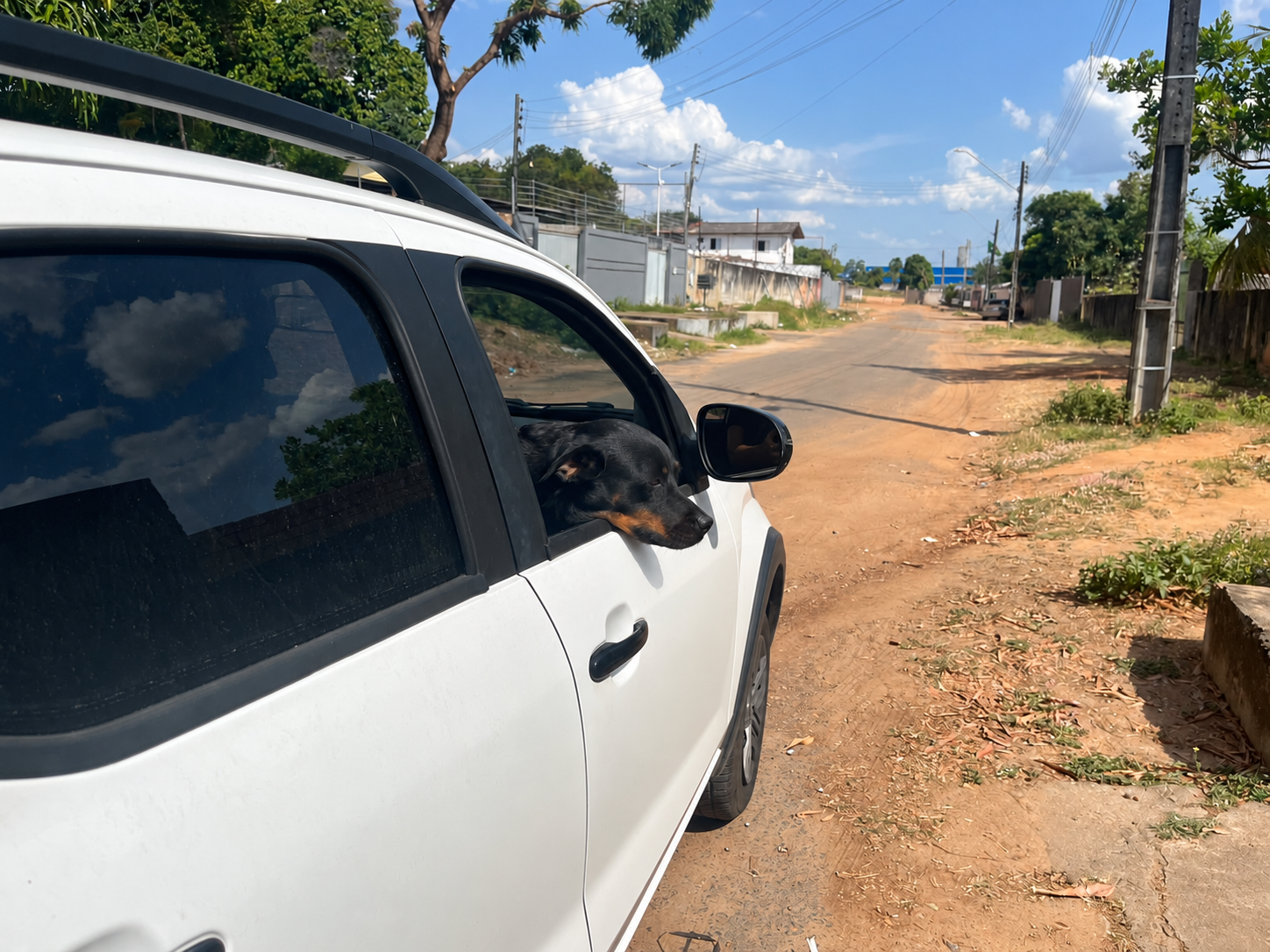 Transporte irregular de animais em veículos pode gerar multas de até R$ 195 e pontos na CNH