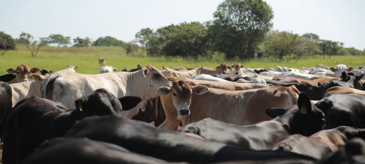 Assembleia Legislativa de Roraima aprova políticas públicas para fortalecer a atividade agropecuária no estado