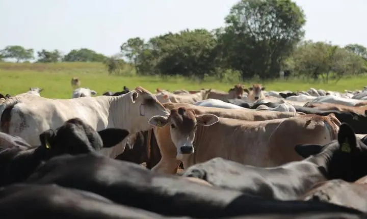 Assembleia Legislativa de Roraima aprova políticas públicas para fortalecer a atividade agropecuária no estado